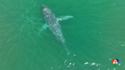 พบวาฬหางด้วนที่นอกชายฝั่งรัฐวอชิงตัน ของสหรัฐฯ