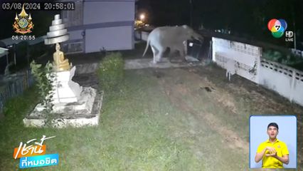 ช้างป่าพังรั้วโรงเรียนกลางดึก