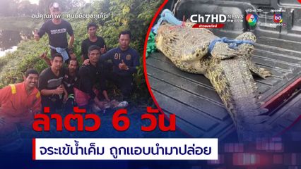 จับแล้ว หลังล่าตัว 6 วัน จระเข้น้ำเค็มถูกนำมาปล่อยในขุมน้ำเอกชน