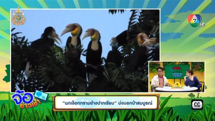 นกเงือกกรามช้างปากเรียบ บ่งบอกป่าสมบูรณ์