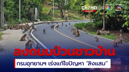 เร่งแก้ปัญหา! “ลิงแสม” ลงถนนป่วนชาวบ้าน