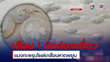 เตือน นทท.ลงเล่นน้ำให้ระวัง แมงกะพรุนโผล่เกลื่อนหาดพยูน