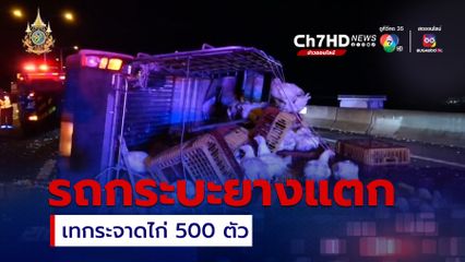 รถกระบะยางแตก เทกระจาดไก่ 500 ตัว