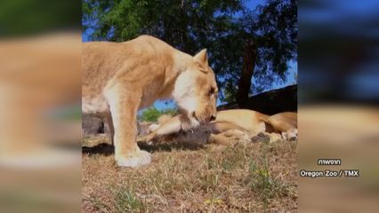 สิงโตขี้สงสัย ขโมยกล้องวงจรปิดของสวนสัตว์