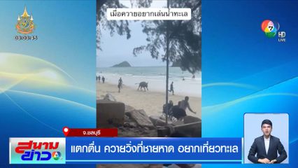 แตกตื่น ควายวิ่งที่ชายหาด อยากเที่ยวทะเล
