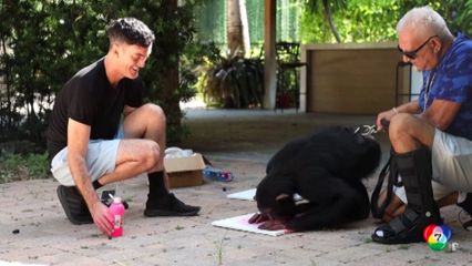 ชิมแปนซีแสนรู้ในสหรัฐฯ วาดภาพหาเงินสร้างบ้าน