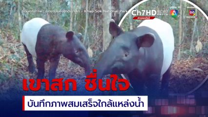 กล้องดักสัตว์บันทึกภาพ “สมเสร็จ” แห่งเขาสก สัตว์ป่าสงวนลำดับที่ 13 ของไทย