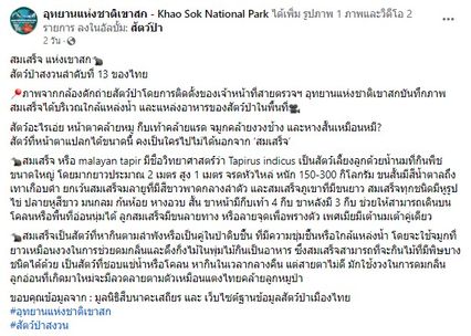 กล้องดักสัตว์บันทึกภาพ “สมเสร็จ” แห่งเขาสก สัตว์ป่าสงวนลำดับที่ 13 ของไทย