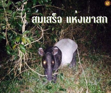กล้องดักสัตว์บันทึกภาพ “สมเสร็จ” แห่งเขาสก สัตว์ป่าสงวนลำดับที่ 13 ของไทย