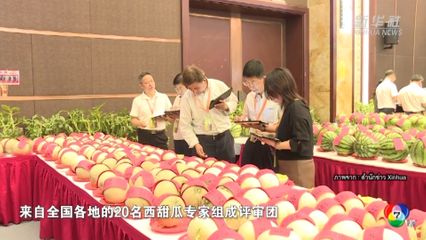 ฤดูเก็บเกี่ยวแตงโมยักษ์ในจีน