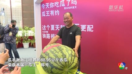 ฤดูเก็บเกี่ยวแตงโมยักษ์ในจีน