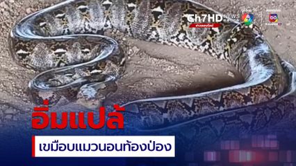 งูเหลือม 4 ม. นอนท้องป่องหลังเขมือบแมว