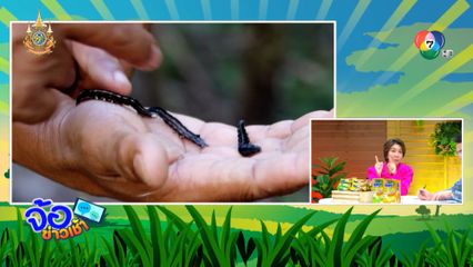 ลูกหลนคั่วเกลือ ผู้จะมาขย่มบัลลังก์ รถด่วน