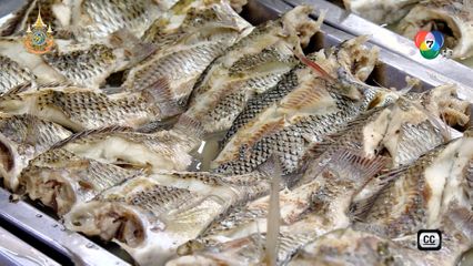 เมนูเด็ดปลาหมอคางดำ