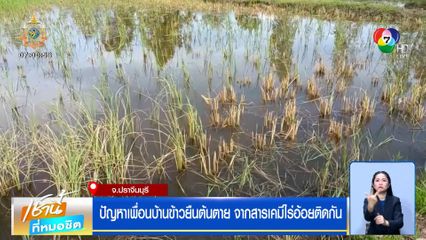 ปัญหาเพื่อนบ้าน ข้าวยืนต้นตาย จากสารเคมีไร่อ้อยติดกัน