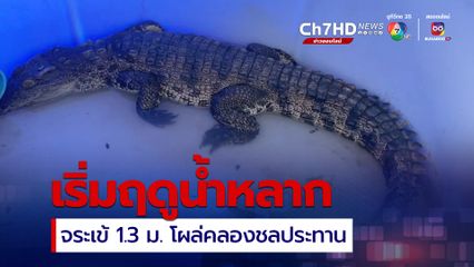 เริ่มฤดูน้ำหลาก! จระเข้โผล่คลองชลประทานทำชาวบ้านผวา