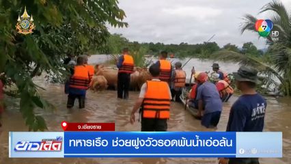 ทหารเรือ ช่วยฝูงวัวรอดพ้นน้ำเอ่อล้น