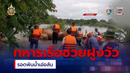 ทหารเรือ ช่วยฝูงวัวรอดพ้นน้ำเอ่อล้น