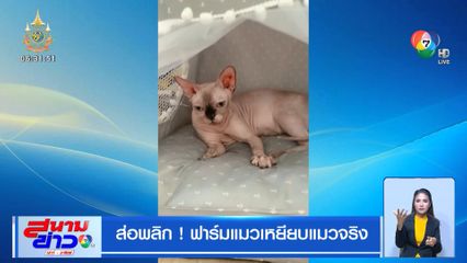 ส่อพลิก ! ฟาร์มแมวเหยียบแมวจริง