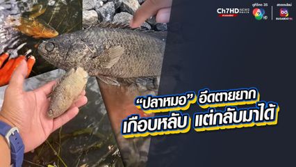อึดของจริง ปลาหมอตายยาก เกยบกตัวแห้งกรัง คนนำไปปล่อยน้ำฟื้นคืนชีพ แต่ให้ลุ้นอยู่ตั้งนาน