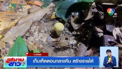 เก็บเห็ดตอนกลางคืน สร้างรายได้