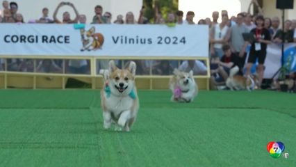 ลิทัวเนีย จัดแข่งวิ่งสุนัขคอร์กี้ ประจำปี