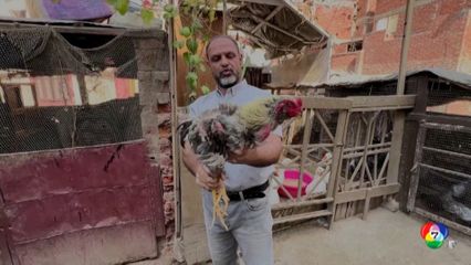 หนุ่มอียิปต์เลี้ยงไก่พื้นเมืองหายาก ทำรายได้หลักหมื่นบาท