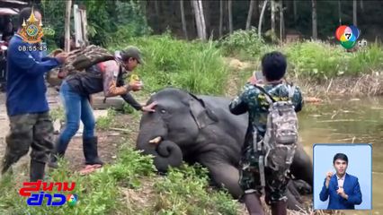ช้างแสบหลอกเจ้าหน้าที่ เปิดทางเพื่อนบุกบ้าน
