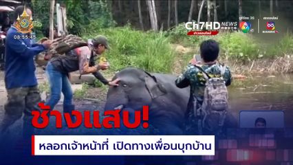 ช้างแสบหลอกเจ้าหน้าที่ เปิดทางเพื่อนบุกบ้าน