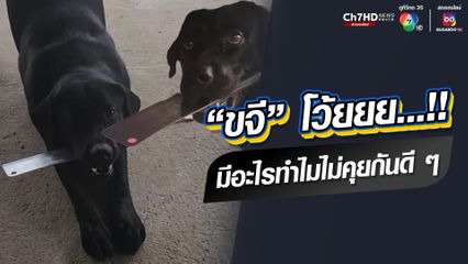ทั้งเอ็นดู ทั้งหวาดเสียว นุดแม่หัวจะปวด น้องหมาคลุ้มคลั่งคาบมีดปังตอจับตัวเองเป็นตัวประกัน เพื่อแลกกับของกิน