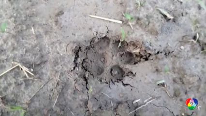 หมาป่าทำร้ายคนที่อินเดีย เสียชีวิต 7 คน