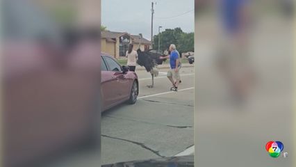 นกกระจอกเทศ หลุดกลางถนน ที่เซาท์ดาโคตา