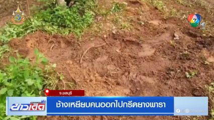 ช้างเหยียบคนออกไปกรีดยางพารา