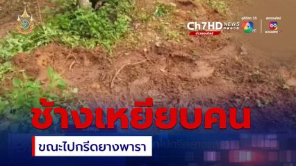 ช้างเหยียบคนออกไปกรีดยางพารา