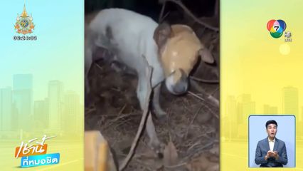 ทำได้ลงคอ เทปกาวปิดตา ทิ้งสุนัข