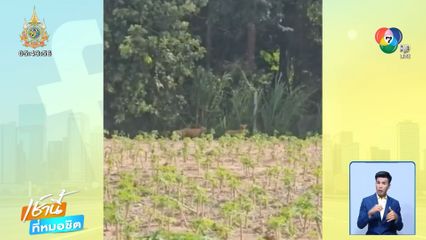 เร่งตามจับสุนัขพันธุ์ พิตบุลล์ หลุดเพ่นพ่าน