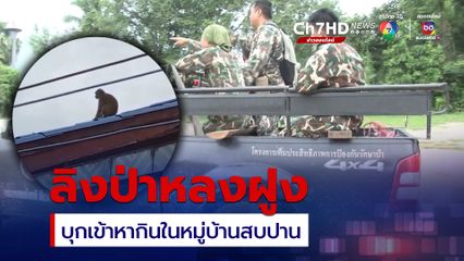ผวาหลังมีลิงป่าหลงฝูง บุกเข้าหากินในหมู่บ้านบ้านสบปาน จ.ลำปาง