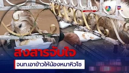 เจ้าของไม่ต้องห่วง น้องหมา 5 ตัว ได้กินข้าวแล้ว