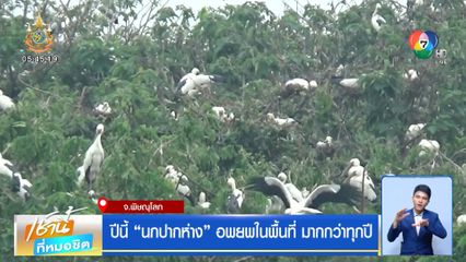 ปีนี้ นกปากห่าง อพยพในพื้นที่ มากกว่าทุกปี