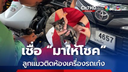 ช่วยลูกแมวติดห้องเครื่องรถเก๋ง เจ้าของเชื่อมาให้โชค