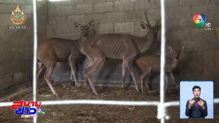 เลี้ยงกวางม้า ในสวนปาล์มน้ำมัน จ.สุราษฎร์ธานี