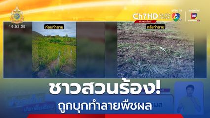 ชาวสวนร้อง ! ถูกบุกทำลายพืชผล