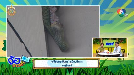 งูเขียวพระอินทร์ เขมือบตุ๊กแก จ.สุรินทร์