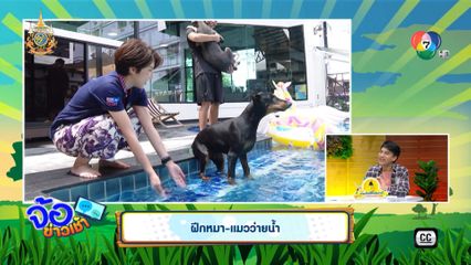 ฝึกหมา-แมวว่ายน้ำ