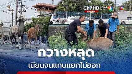 กวางหลุดออกจากวัด ยืนเนียนบนเกาะกลางถนน