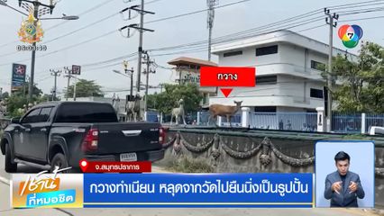 กวางทำเนียน หลุดจากวัดไปยืนนิ่งเป็นรูปปั้น