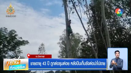 ชายอายุ 43 ปี ถูกต่อรุมต่อย หลังปีนเก็บรังต่อนำไปขาย