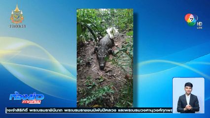 เตือน! จระเข้ขนาดใหญ่ 4 เมตร หลุดจากบ่อเลี้ยงในวัด