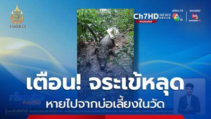 เตือน! จระเข้ขนาดใหญ่ 4 เมตร หลุดจากบ่อเลี้ยงในวัด
