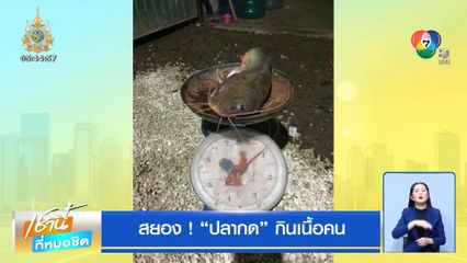 สยอง ! ปลากด กินเนื้อคน